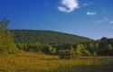 Nescopeck_State_Park_Brush Nescopeck_State_Park_Brush